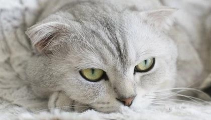 乐鱼vip-大阪樱花准备全面开花，迎接对手挑战，大阪樱花效力