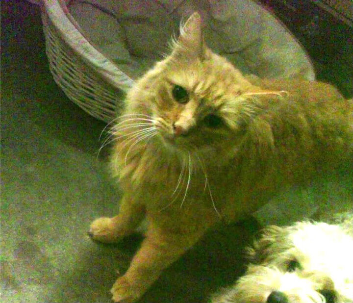 LCK明星选手状态火热,lckchovy选手