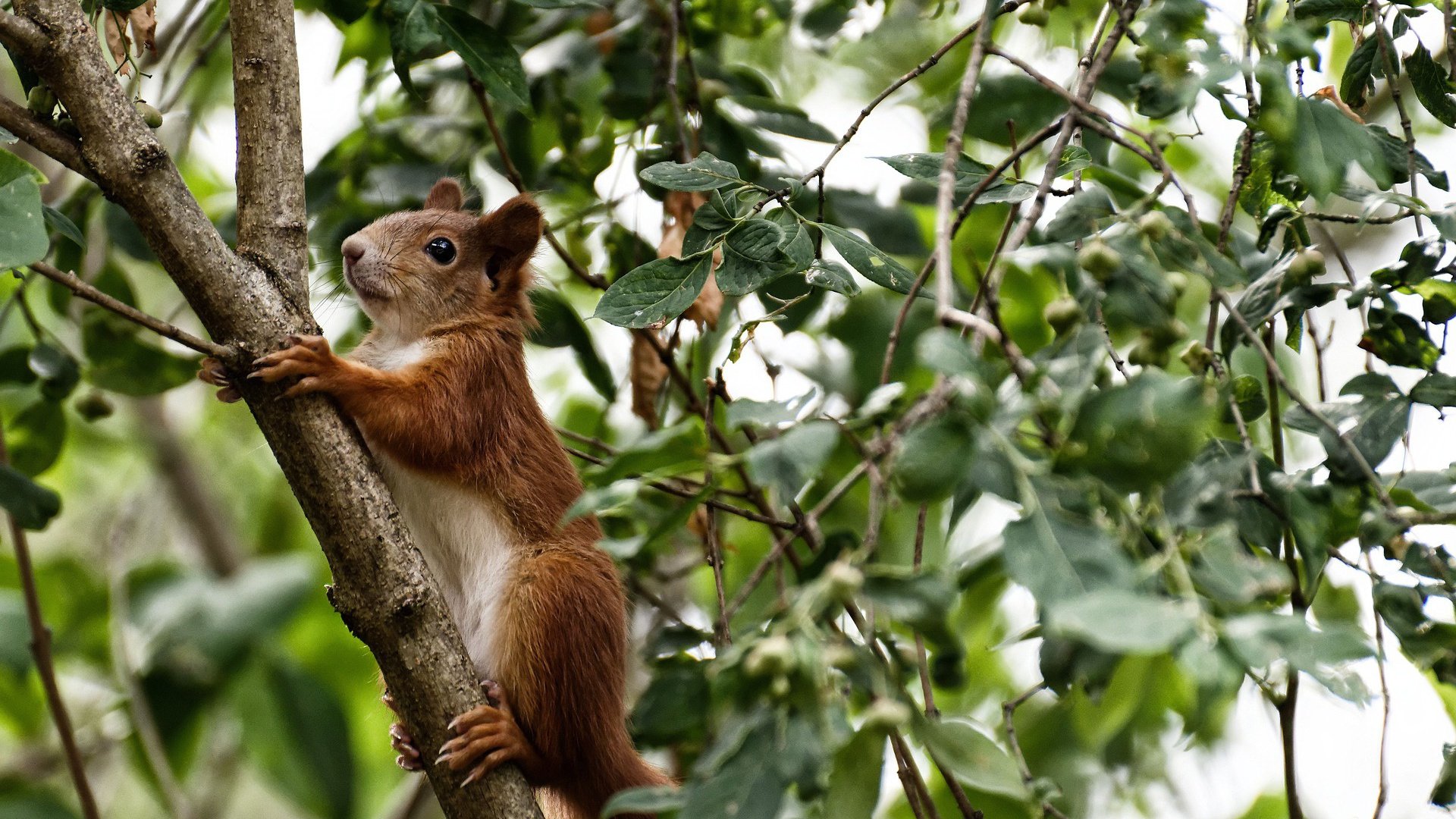 国际足球节:五大联赛带来的文化交流盛事,足球国际联赛有哪些