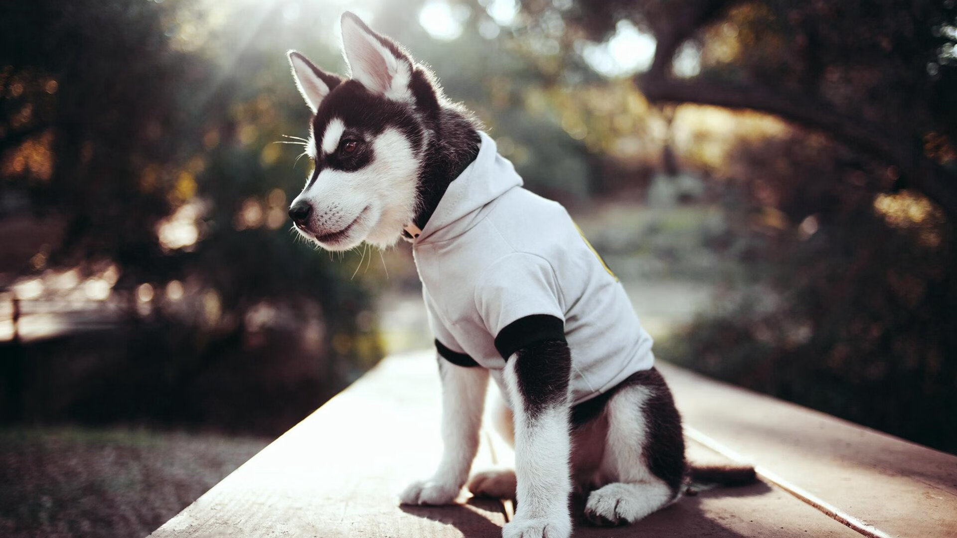 马拉松比赛设立环境友好竞赛标准,马拉松项目设置