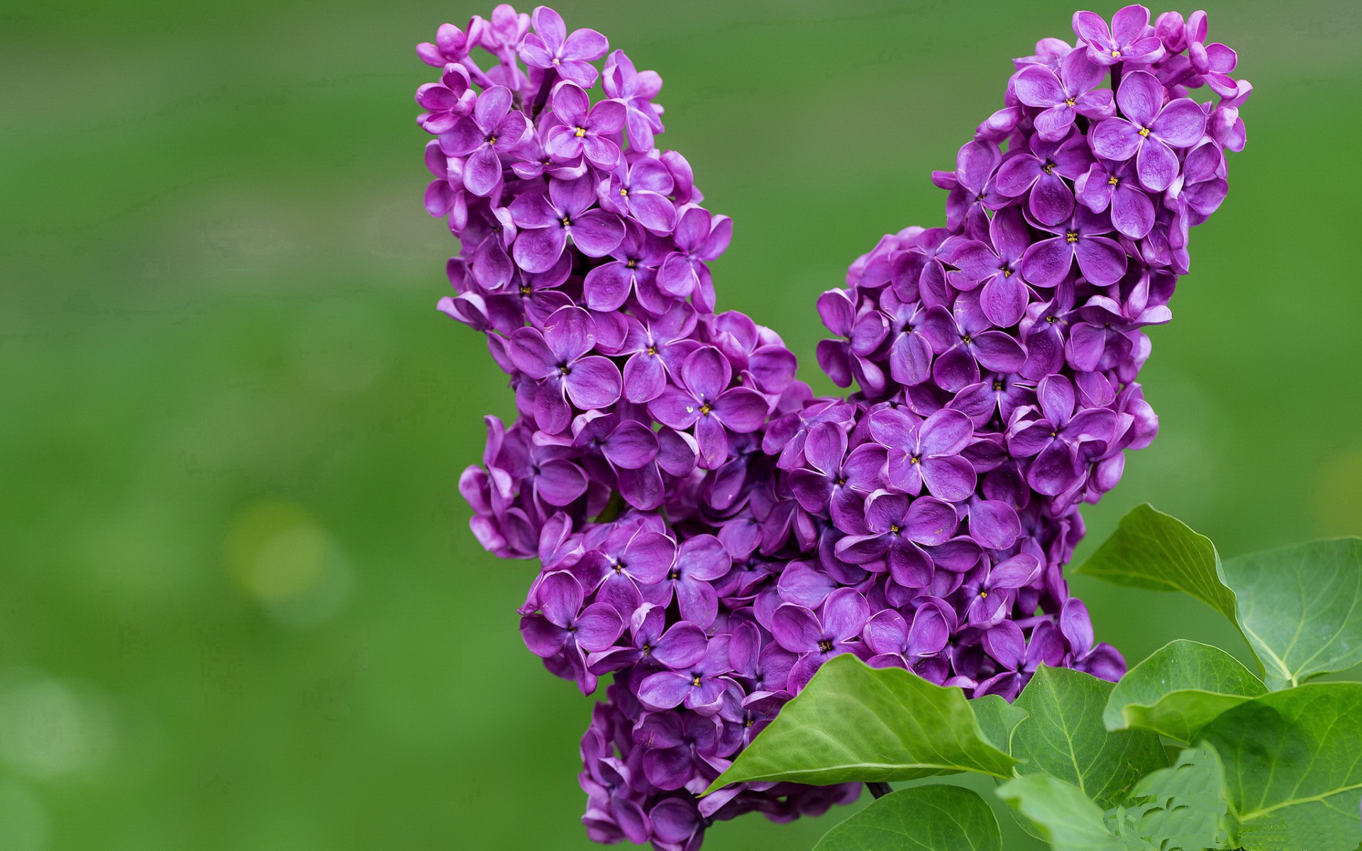 全黑队依靠精准的传球和不断突破,取得优势,全黑队服