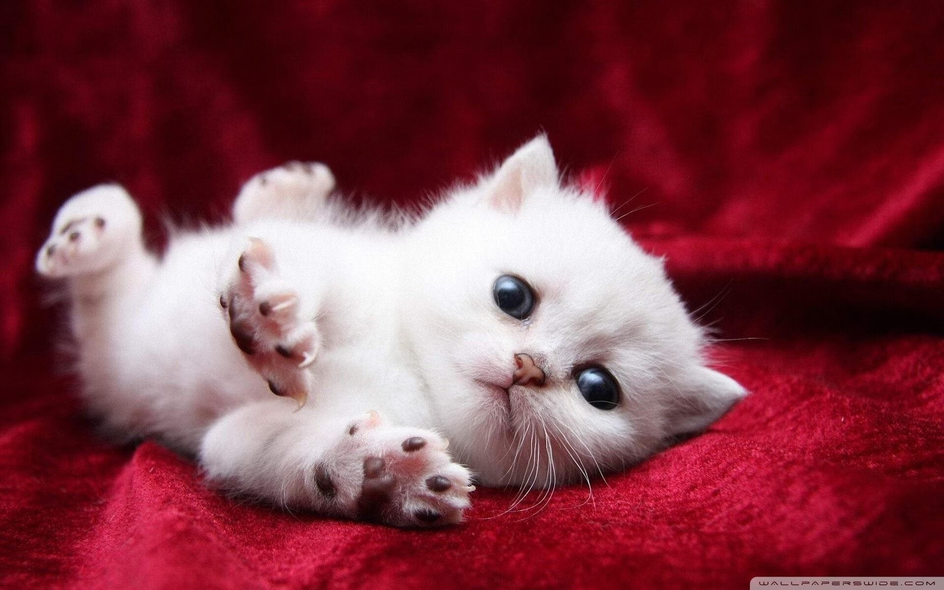 图穆亚展现出的突破技巧和视野为袋鼠队带来优势,图阿 穆勒