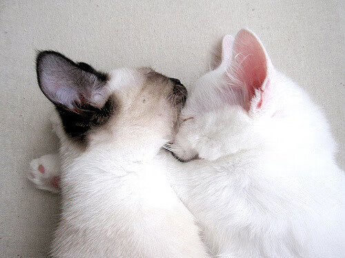 数字化足球训练社区平台成为青少年成长的新阵地，数字足球怎么画