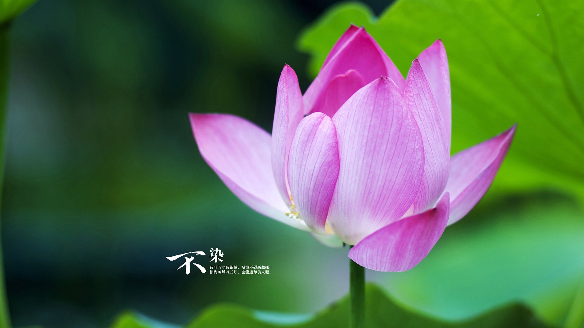 乐鱼体育-格鲁吉亚女篮在欧洲锦标赛中再夺荣誉，展示崭新实力，格鲁吉亚篮球厉害吗