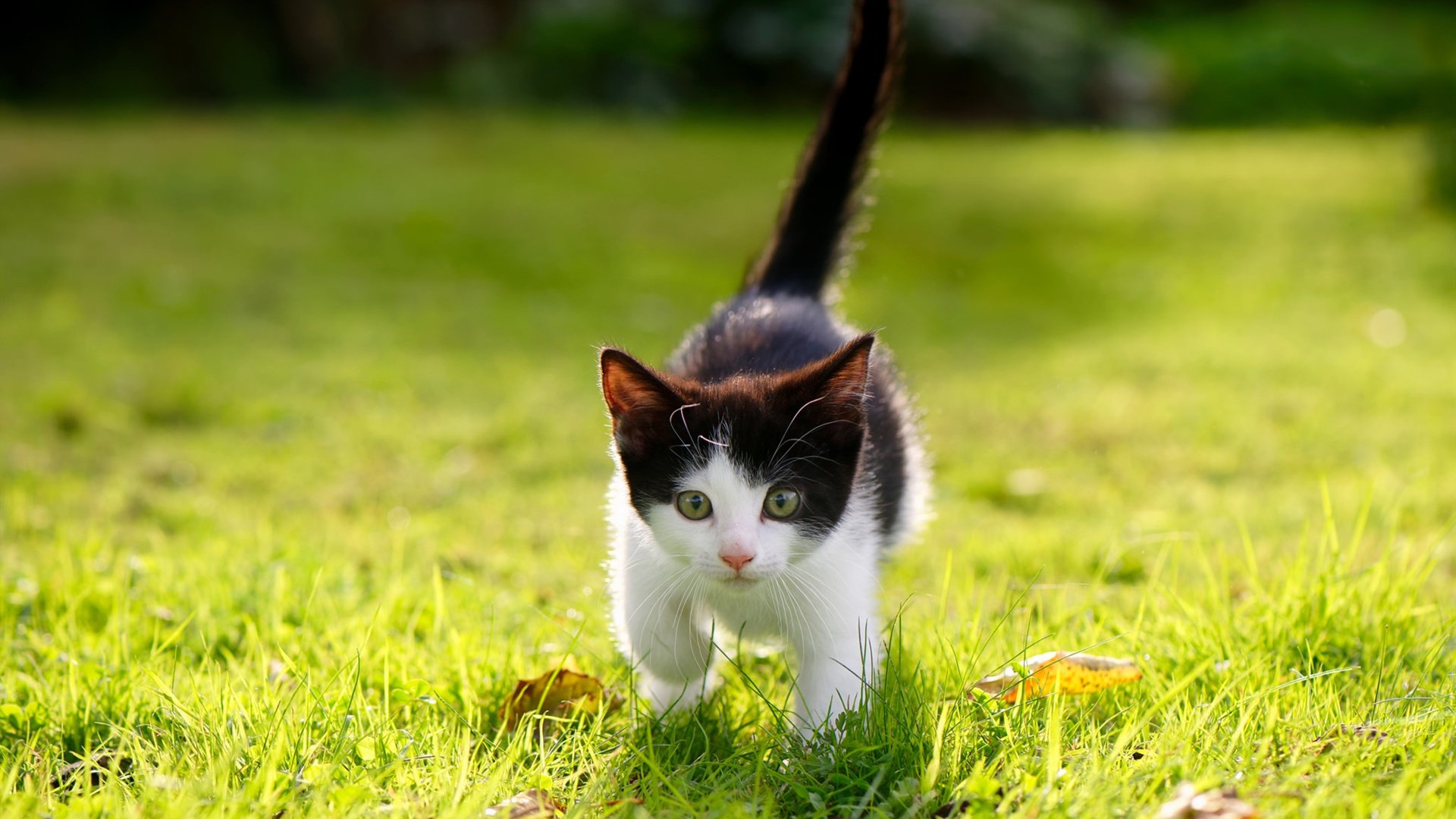 格鲁吉亚女篮在欧洲锦标赛中再夺荣誉，展示崭新实力，格鲁吉亚篮球厉害吗