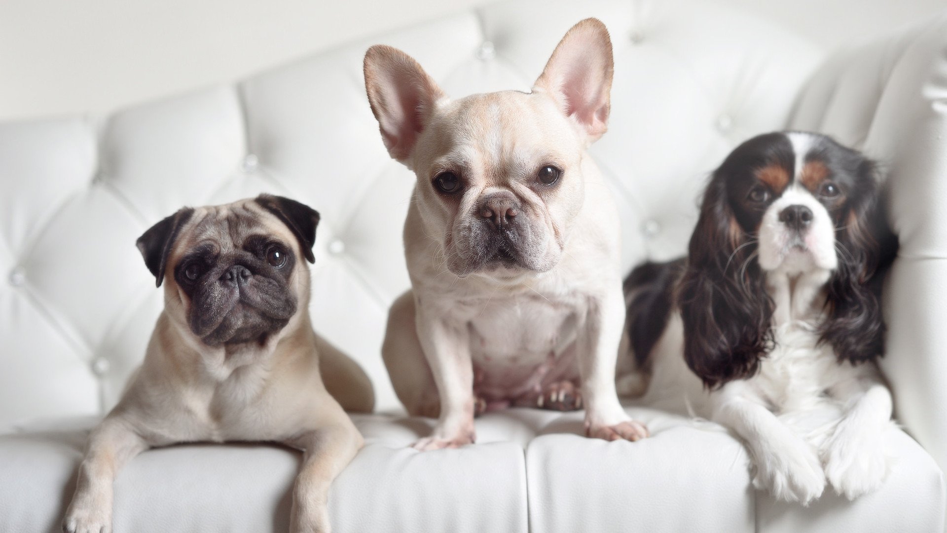 水球比赛比利时男队防守严密,比利时队放水