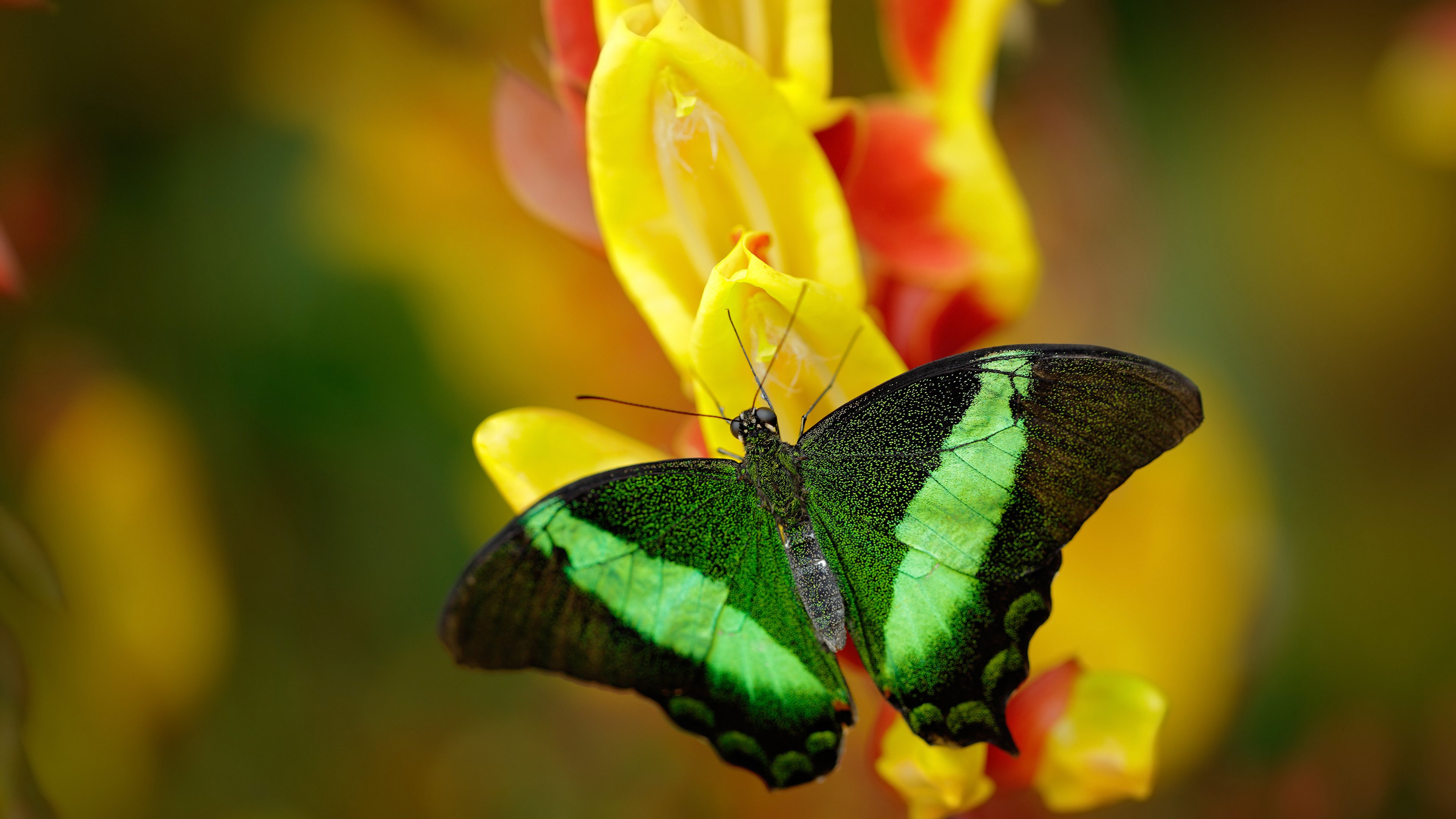 自由泳接力摩纳哥表现抢眼,200自由泳接力视频