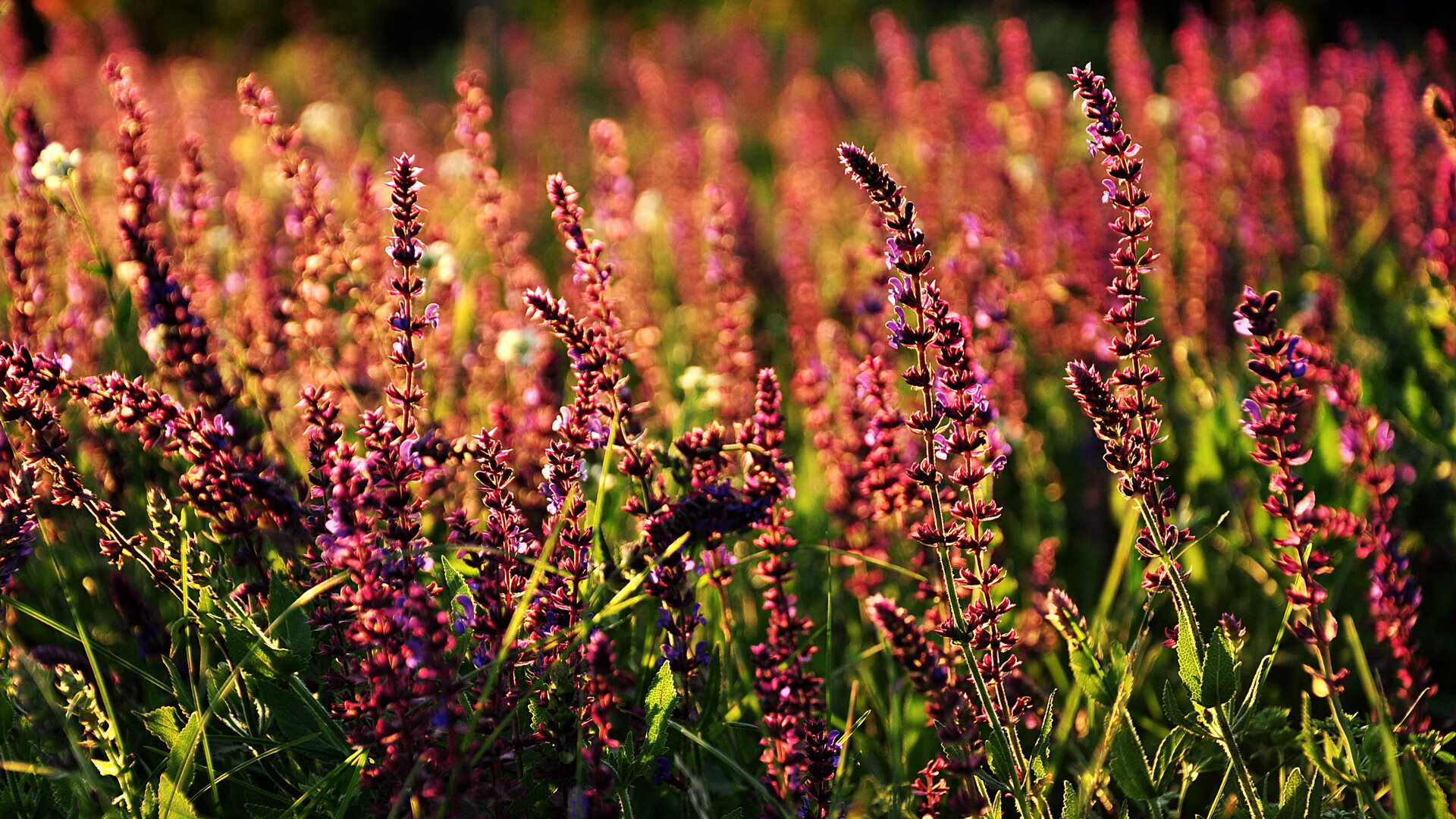 达米恩·麦肯齐:他是全黑队背后进攻的支点,每次传球都充满威胁